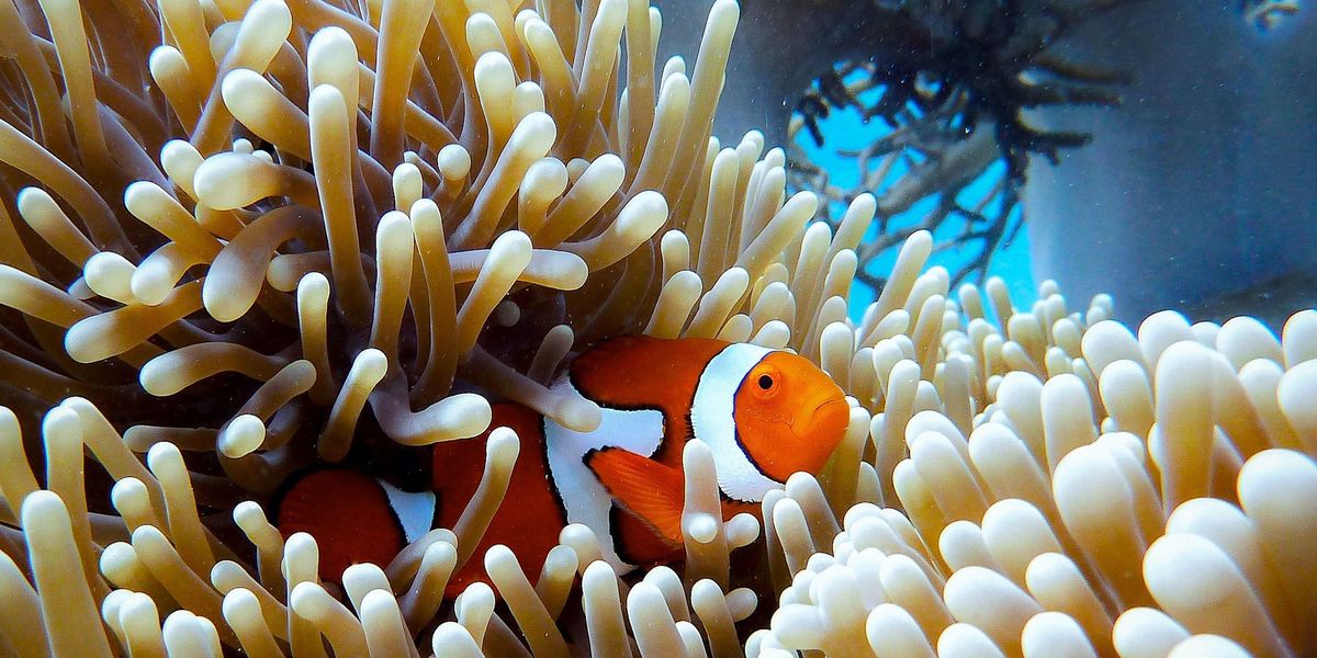 Coral reefs get their genetic revolution - EHN