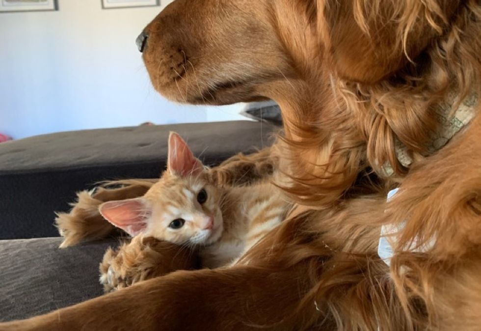 dog, cuddles, kitten, ginger cat