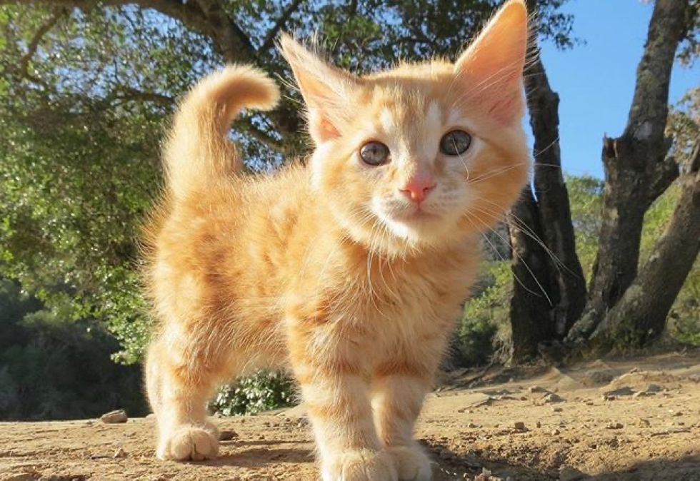 adorable cat, ginger kitten, cute