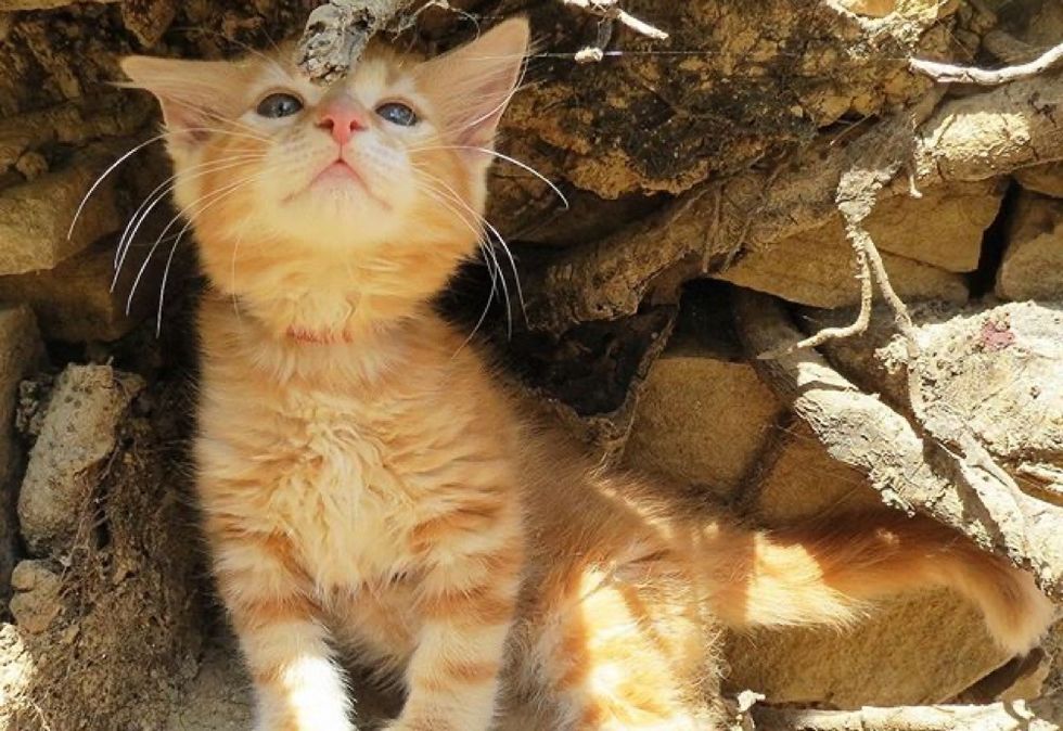 adventurous cat, ginger kitten, cute