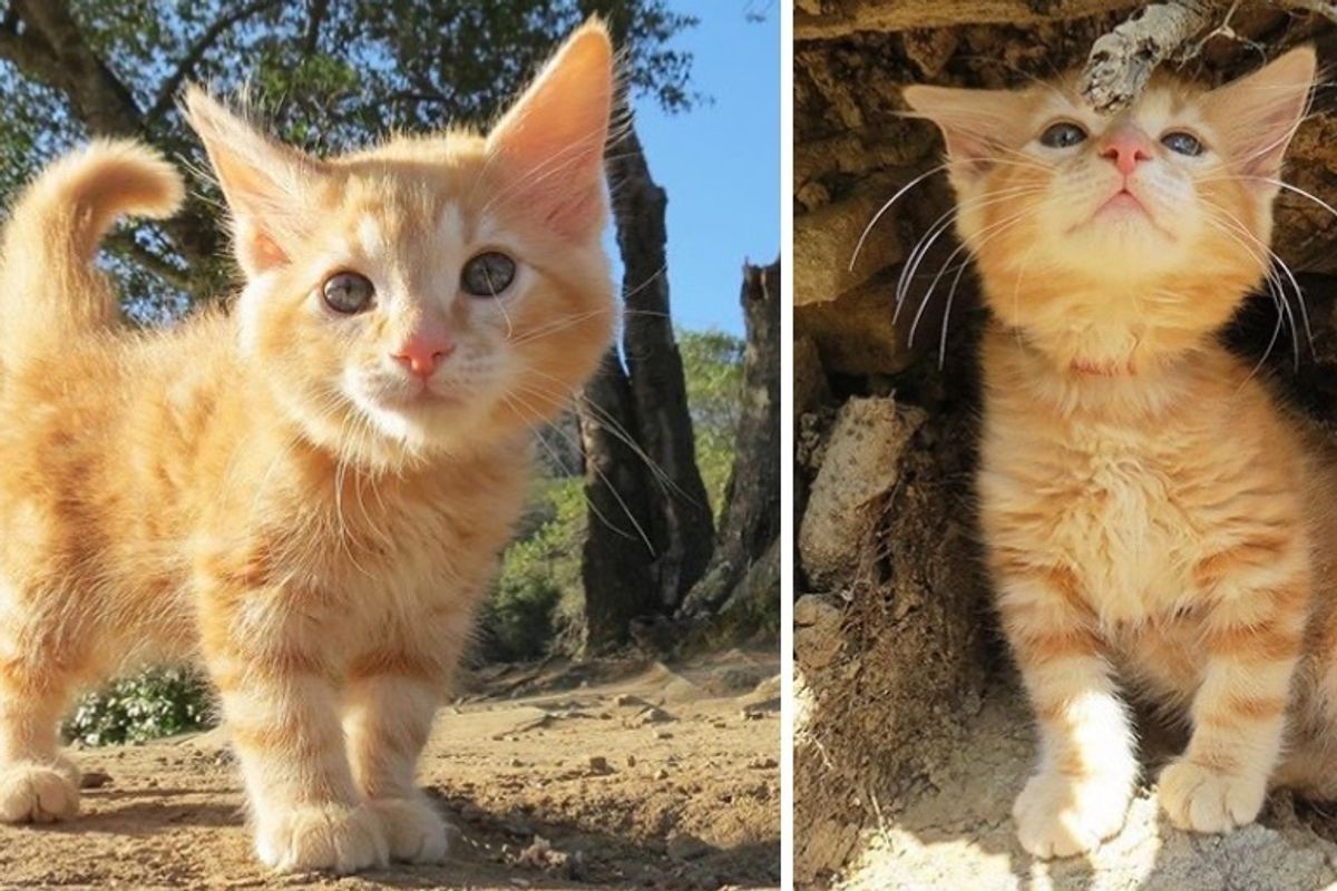 Stray Kitten Found in Parking Lot Insists on Being with Family that Took Him in