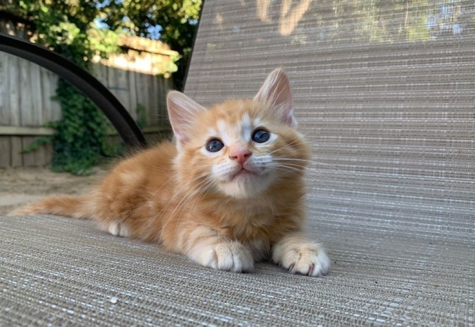 ginger cat, cute kitten