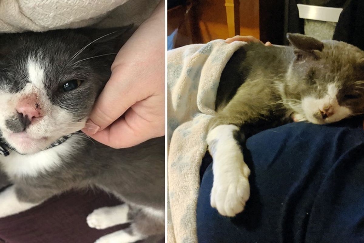 Street Cat Finds Dream Home After Man Befriended Him, Turning His Life Around