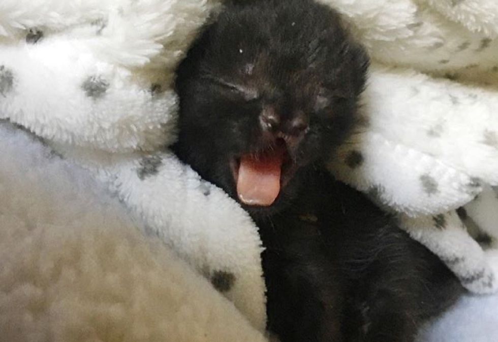 cute, kitten, yawn, cleft nose