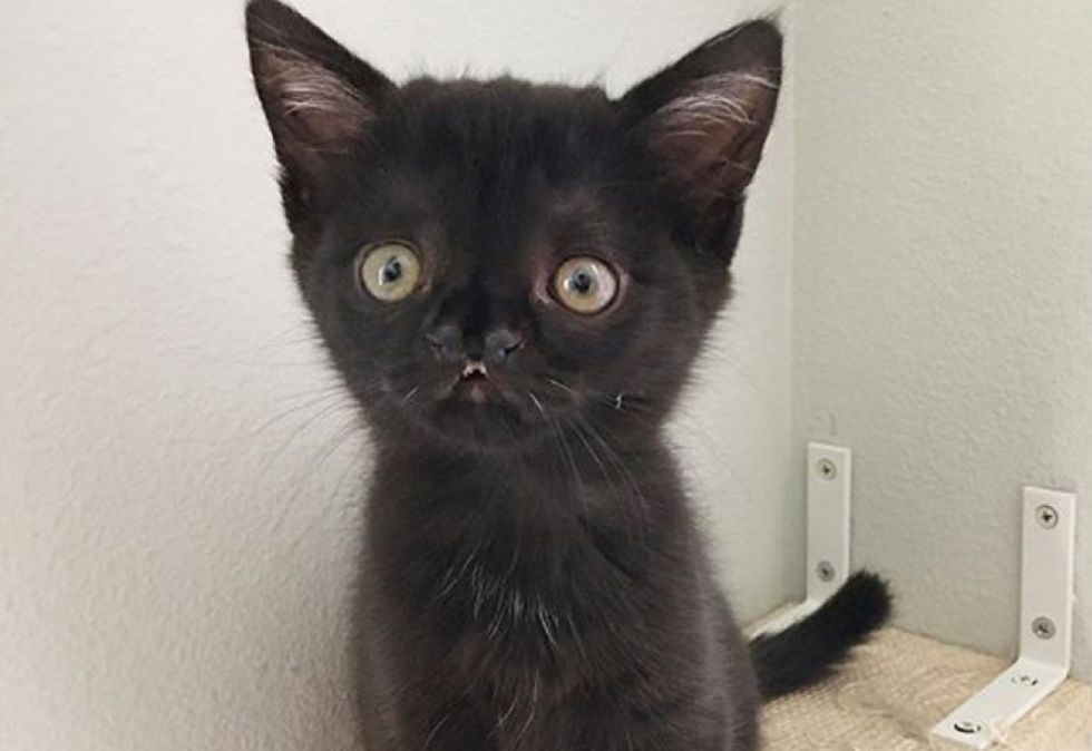 overbite, kitten, cute