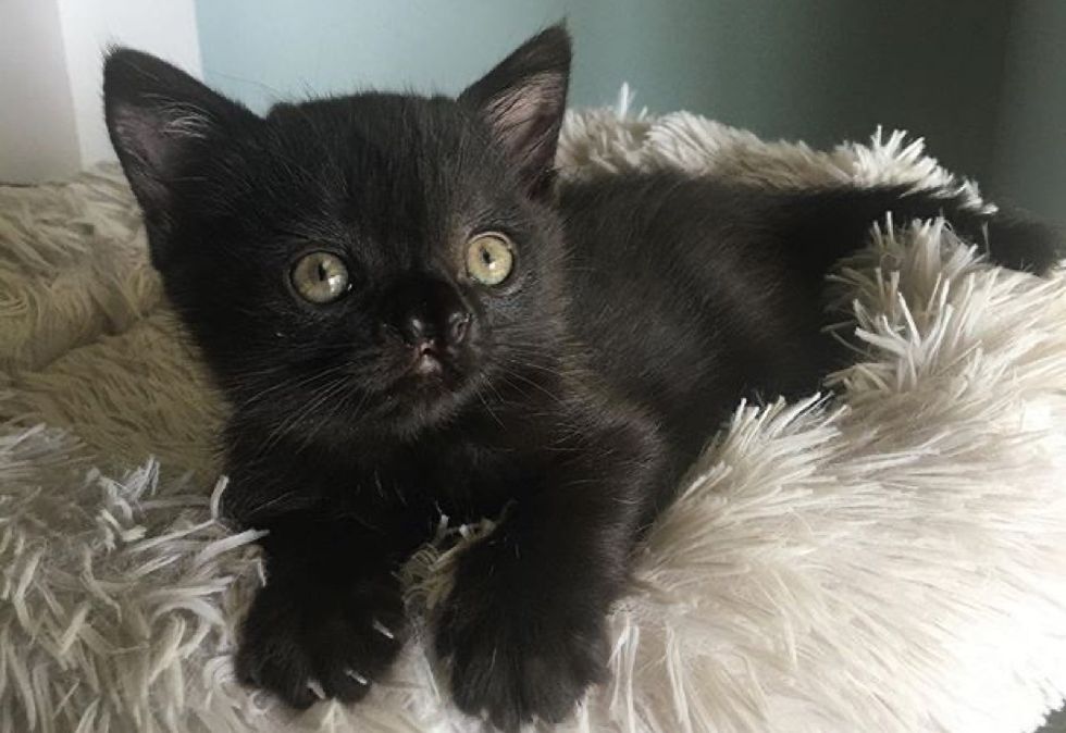 Sweet Kitten Found in Backyard Has Her Life Turned Around by Kindness ...