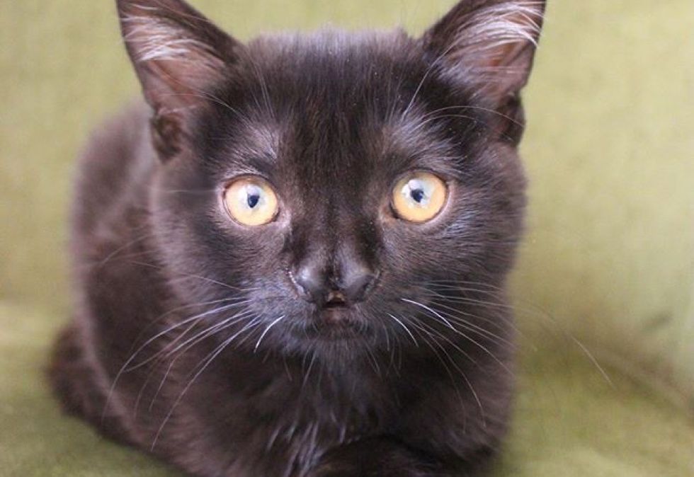 butterfly-shaped nose, cute kitten