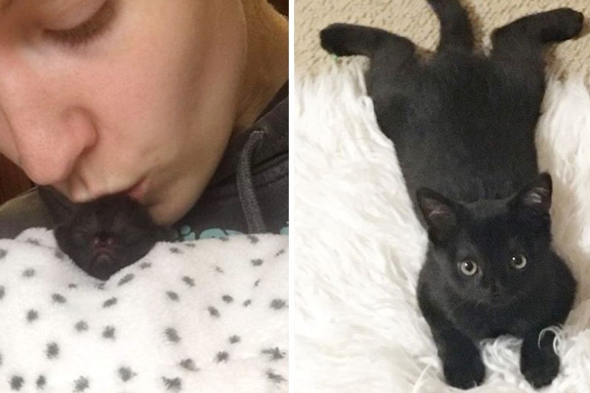 Sweet Kitten Found in Backyard Has Her Life Turned Around by Kindness