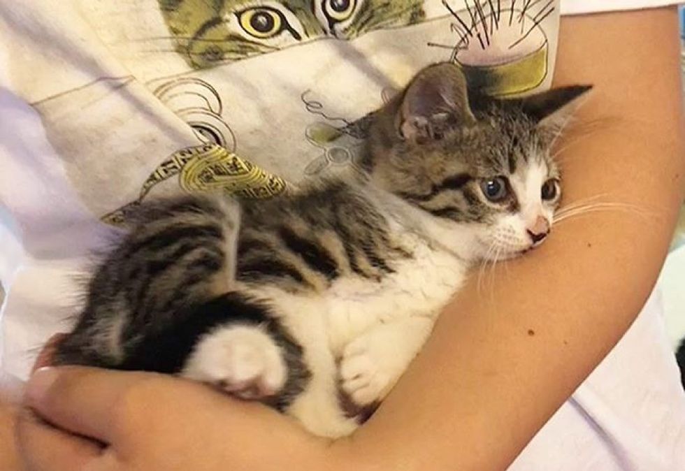 cute kitten, cuddle