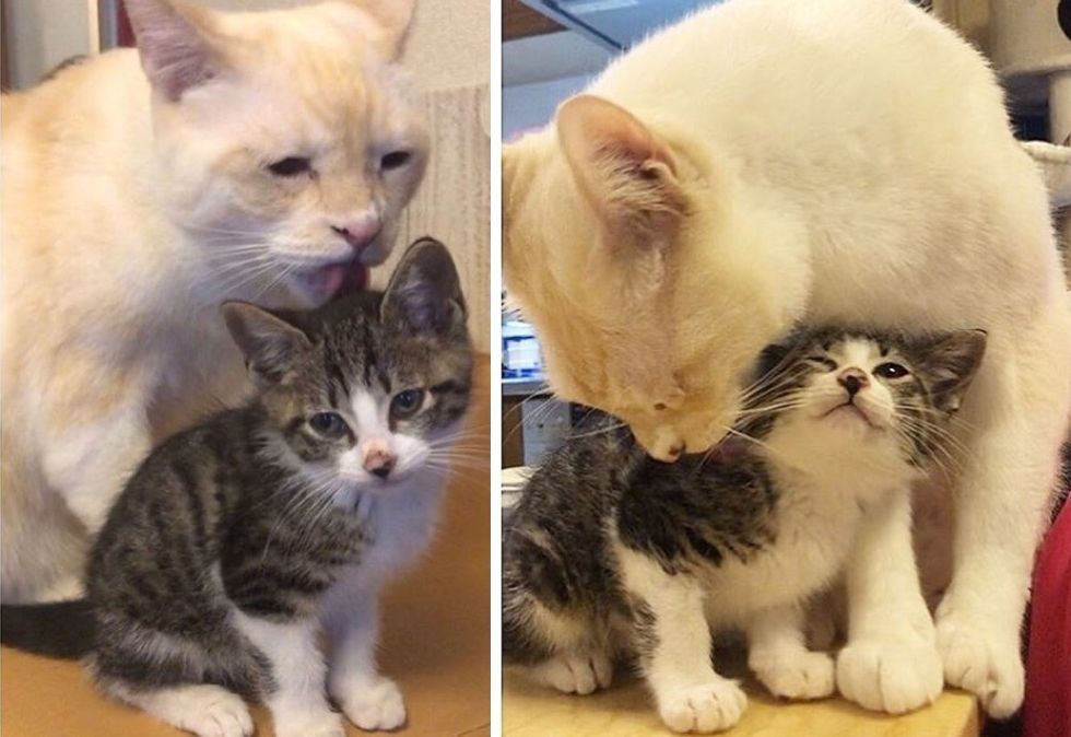 cat, kitten, cute, grooming