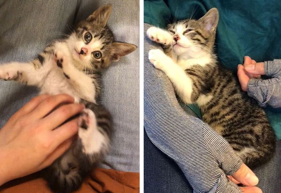 cuddle, lap cat, cute kitten