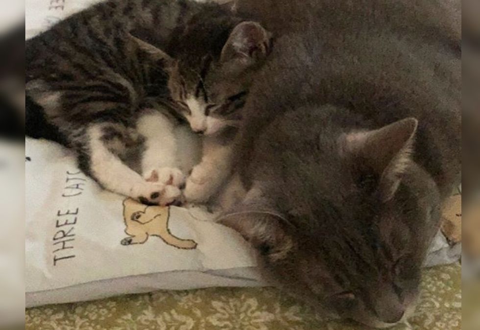 cuddle, kitten, cat