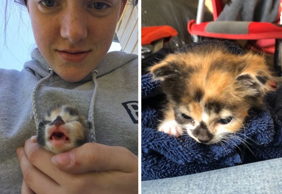 calico, kitten, farm