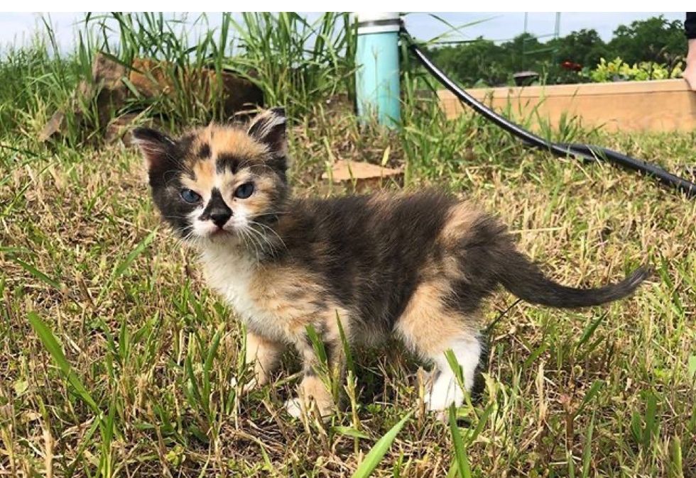 calico, kitten, adventurous