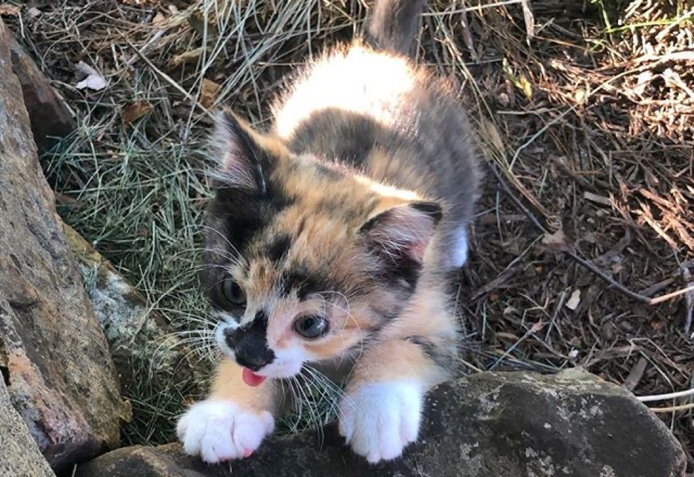 calico, kitten, adventurous, curious