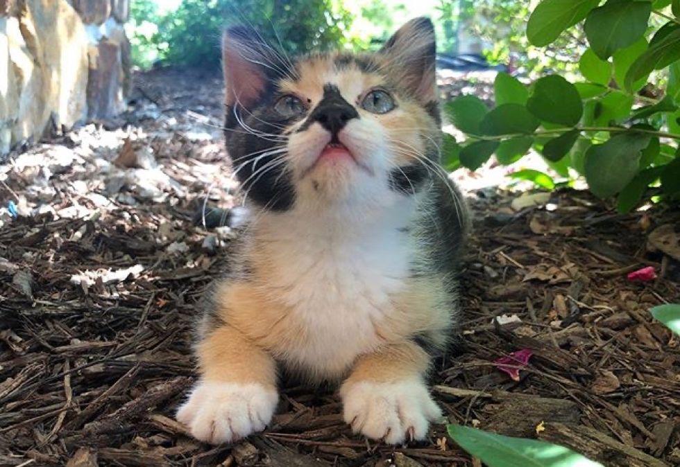 calico, kitten, nose markings