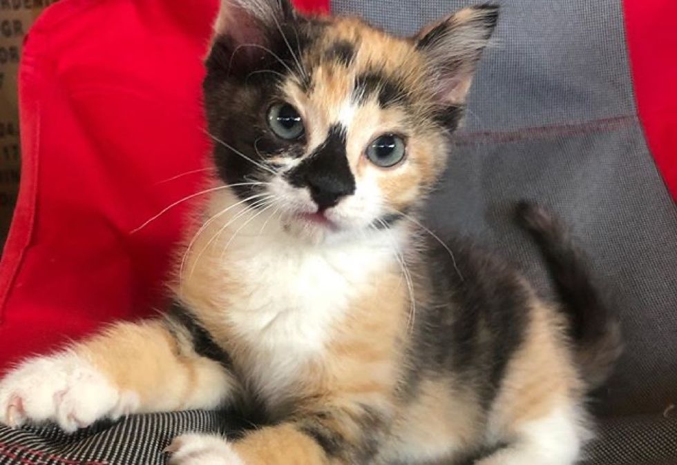 cute, calico, kitten