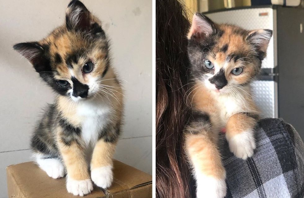 calico, kitten, nose markings