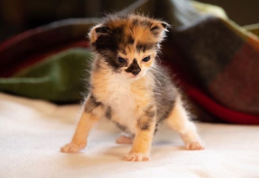 calico, kitten, tiny