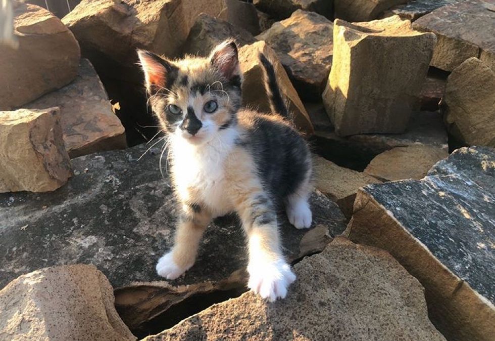 calico, kitten, adventurous cat