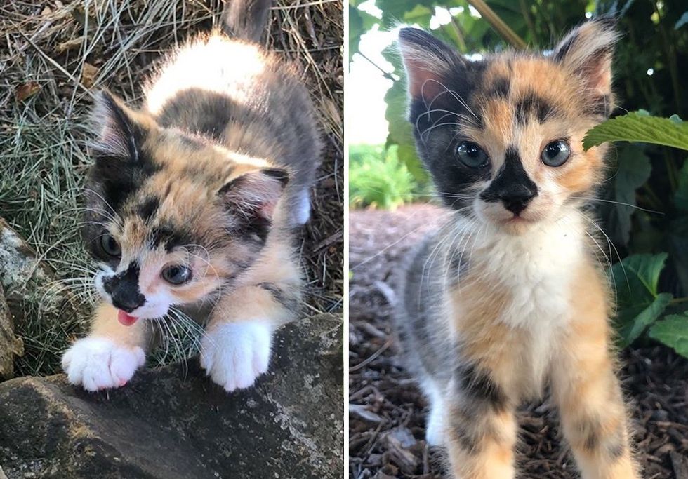 calico, kitten, adventurous cat