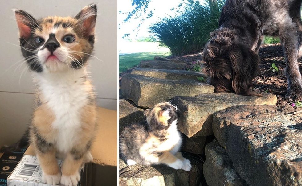 calico, kitten, adventurous, dog