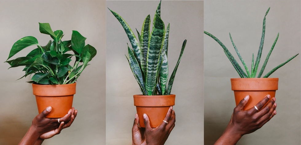 These 16 Black-Owned Plant Shops Will Deliver Right To Your Door — Say 'Aloe' To Your Inner Plant Parent
