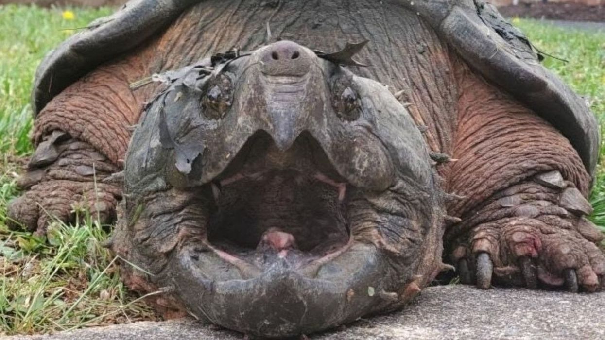 Giant alligator snapping turtle found roaming Virginia suburb, and it's a big nope from us