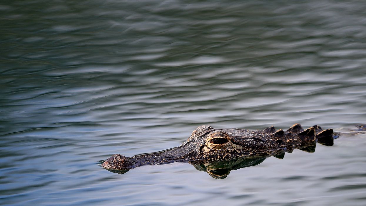 We've got a lot of questions about the alligator seen casually lounging on a pool float in a lake