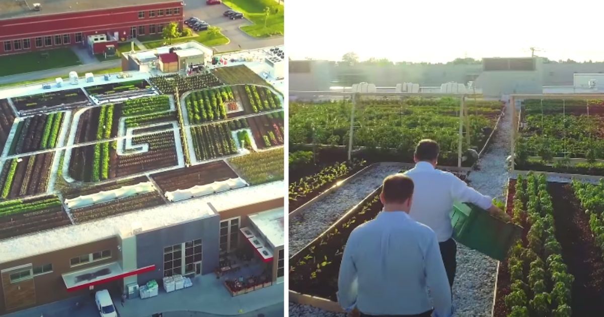 Canadian IGA grocery store sells organic produce and honey from its own rooftop garden