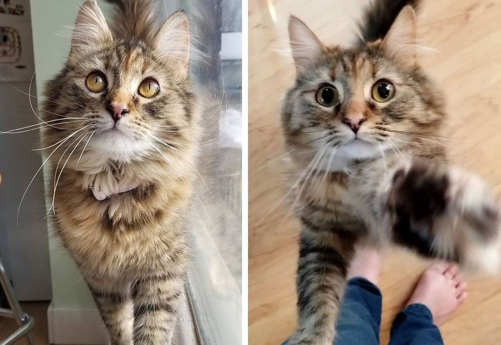 torbie cat, fluffy