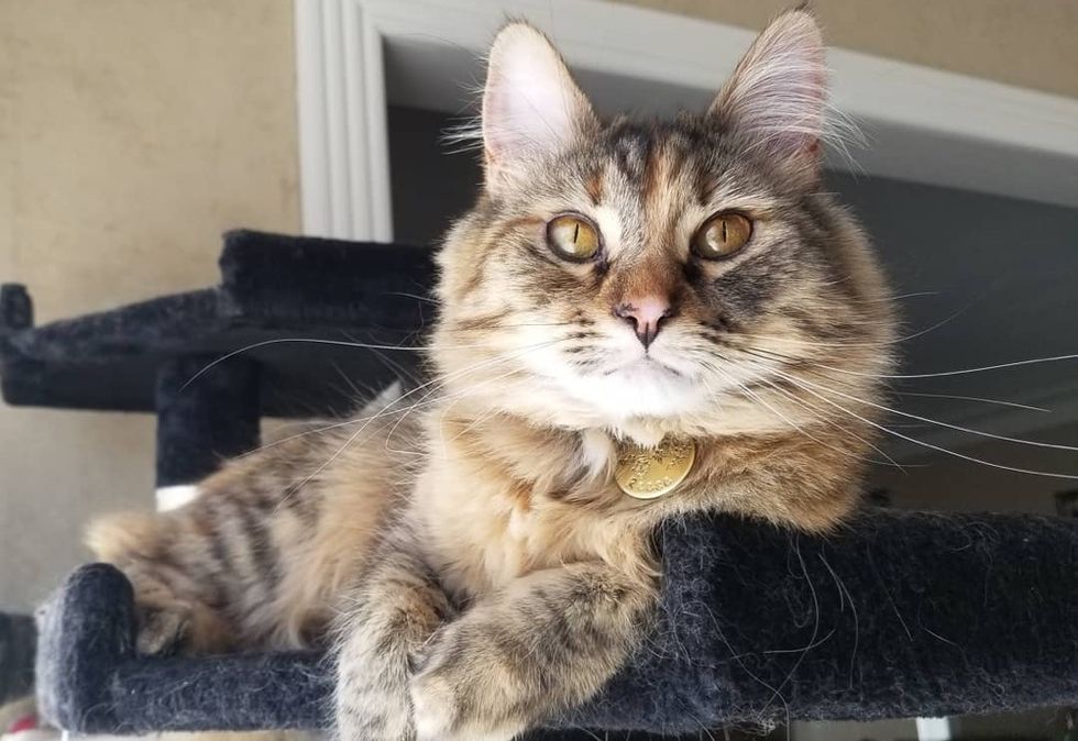 torbie cat, tabby