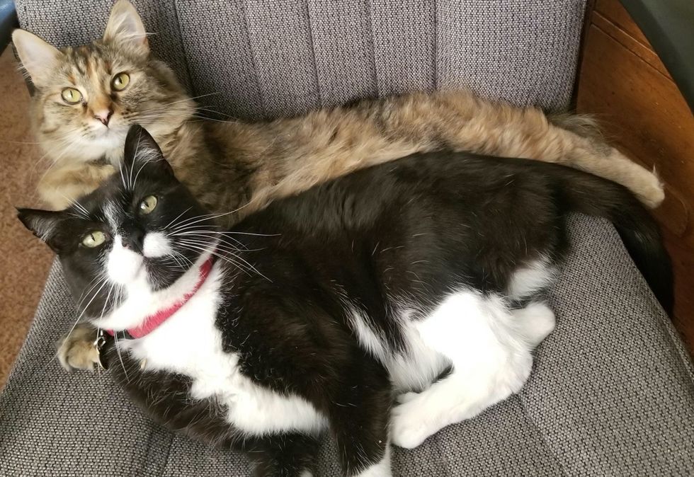 best friends, tuxedo, torbie, cat