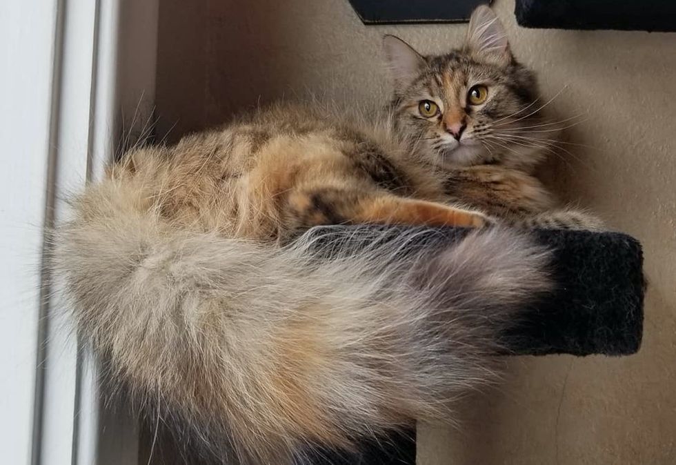 fluffy tail, torbie cat