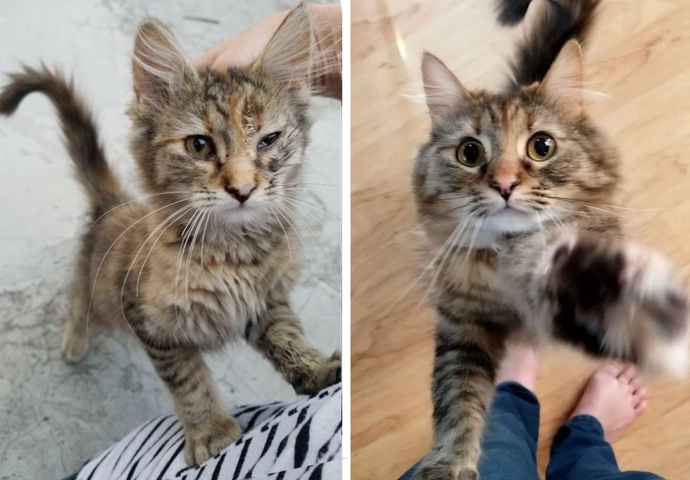 then and now, cat, stray kitten