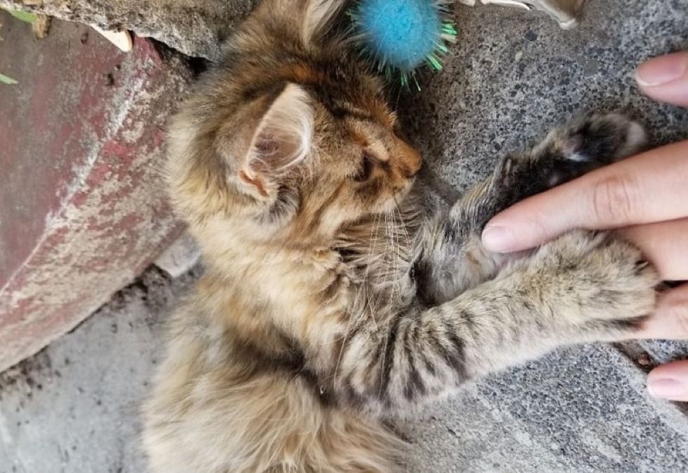 stray kitten, holding paws