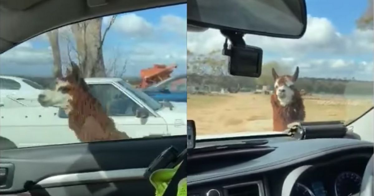 Officers Can't Stop Laughing As 'Guard Llama' Chases Down And Blocks Their Police Car