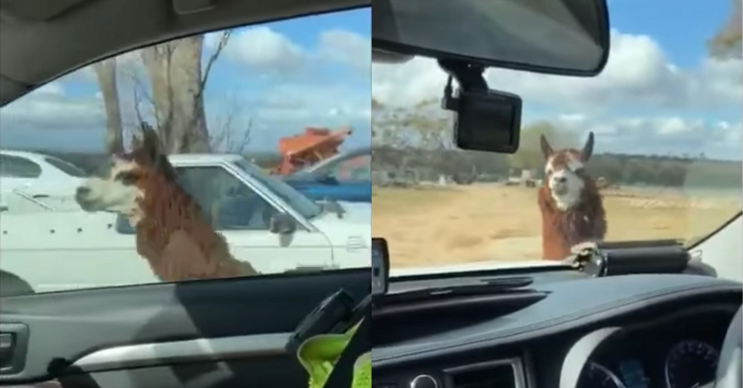 Officers Can't Stop Laughing As 'Guard Llama' Chases Down And Blocks Their Police Car