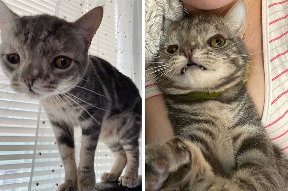 Kitten with Unusually Perfect Face is So Happy to Have Dream Home ...