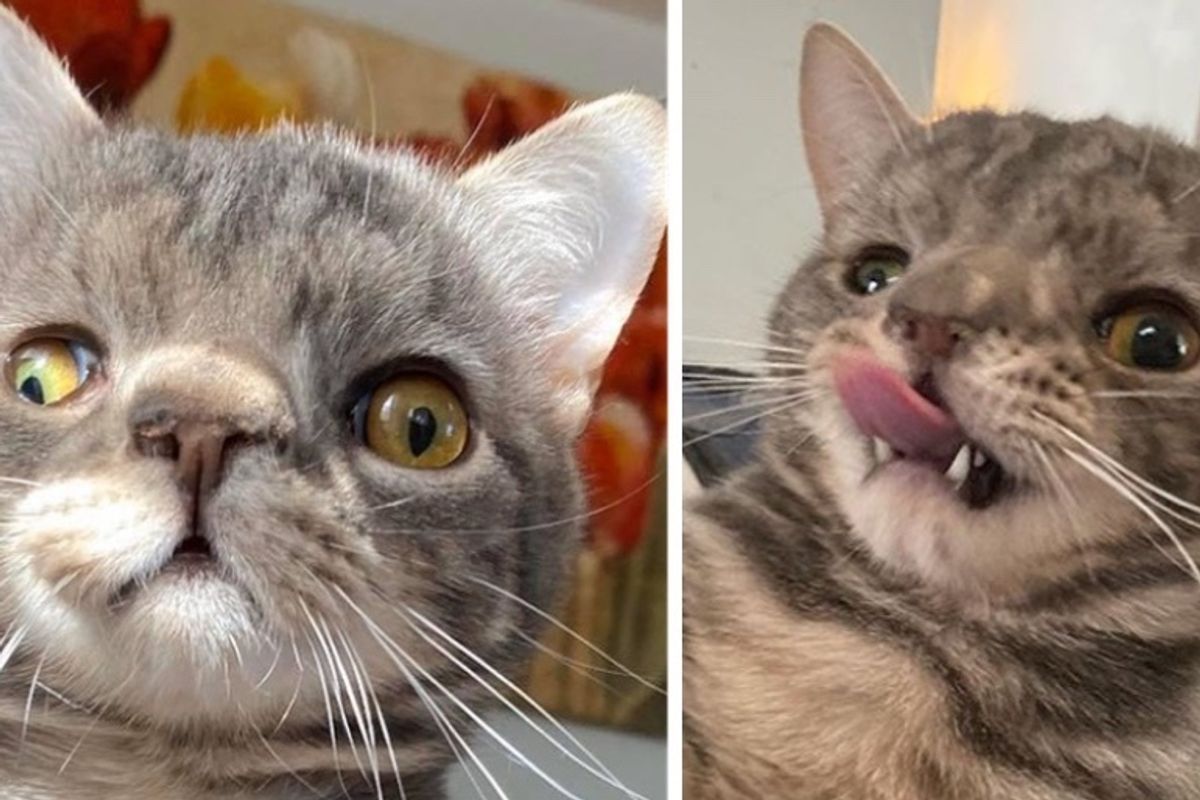 Kitten with Unusually Perfect Face is So Happy to Have Dream Home