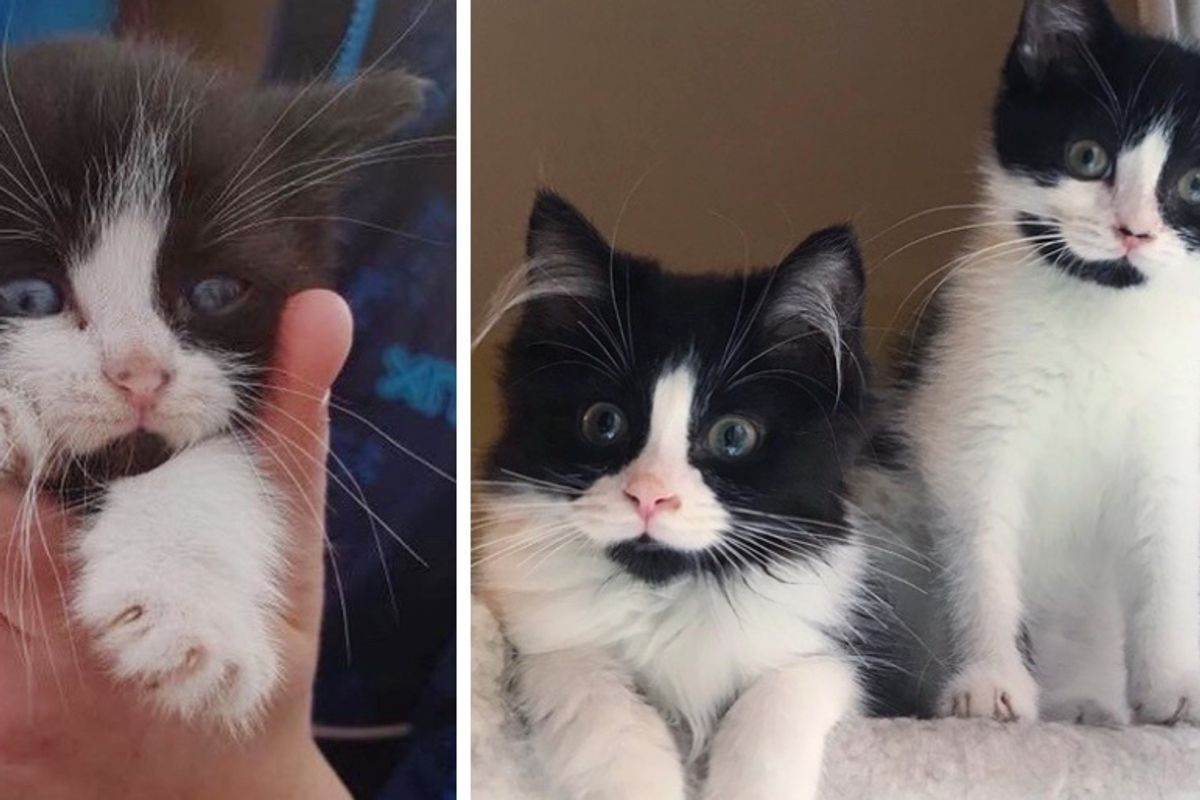 Twin Kittens Stay Together Wherever They Go After They Were Found on Farm