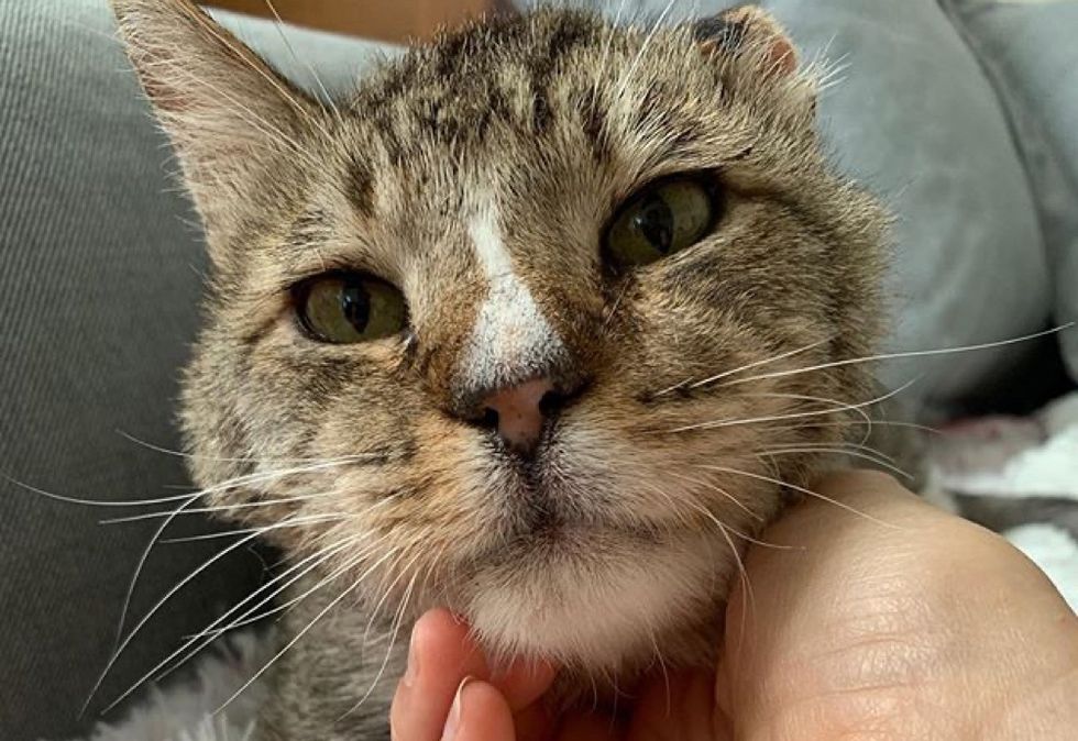 cat, street, older cat