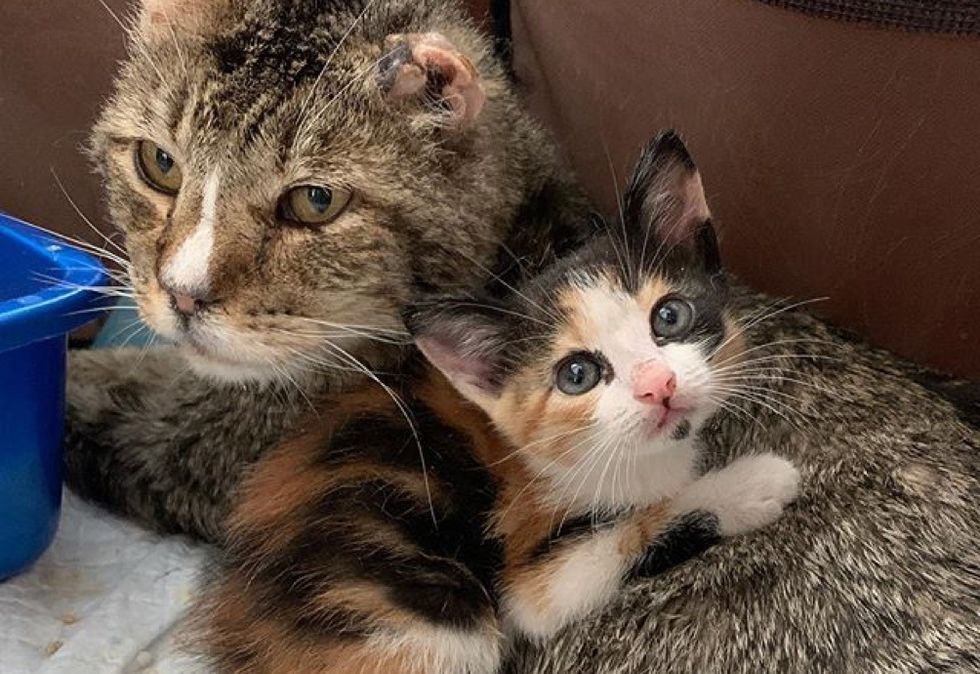 cat, kitten, cuddles, calico