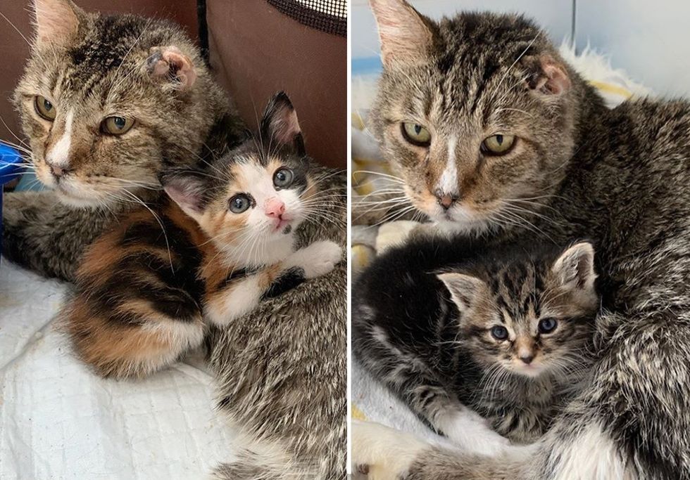 cat, kittens, cuddles