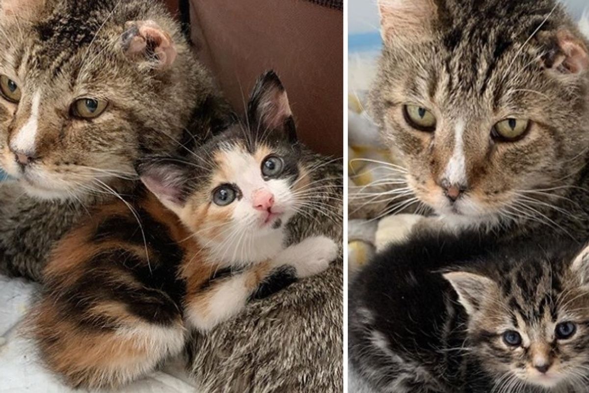 Street Cat Takes Kittens Under His Wing and Starts Caring for Them