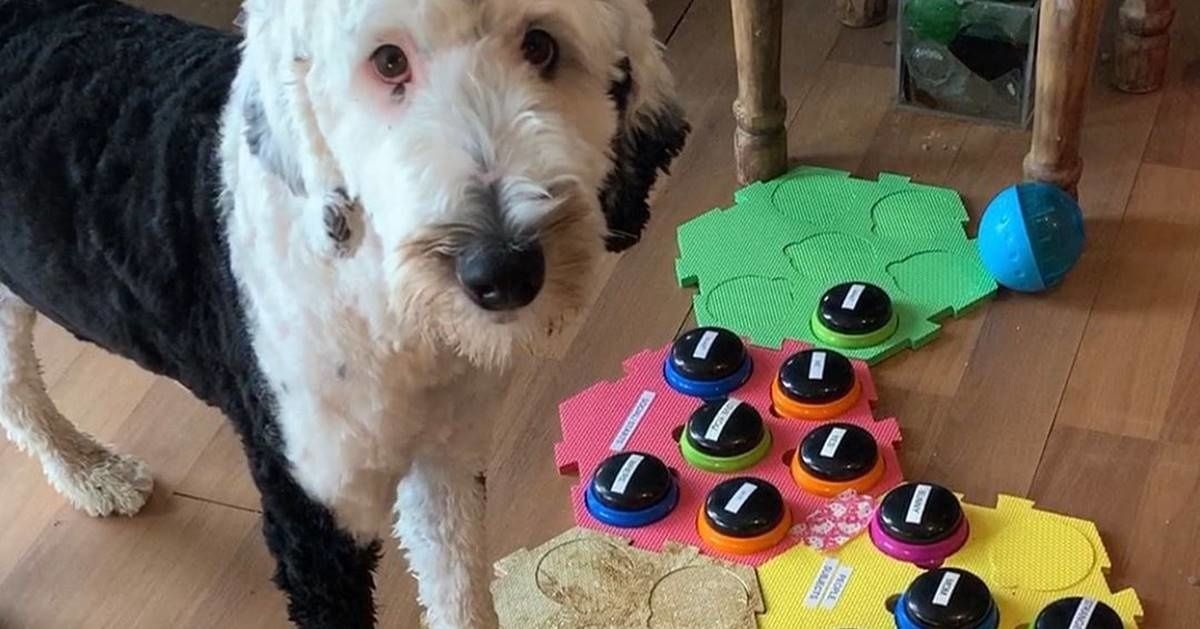 Amazing Sheepadoodle appears to talk to her owner using a soundboard