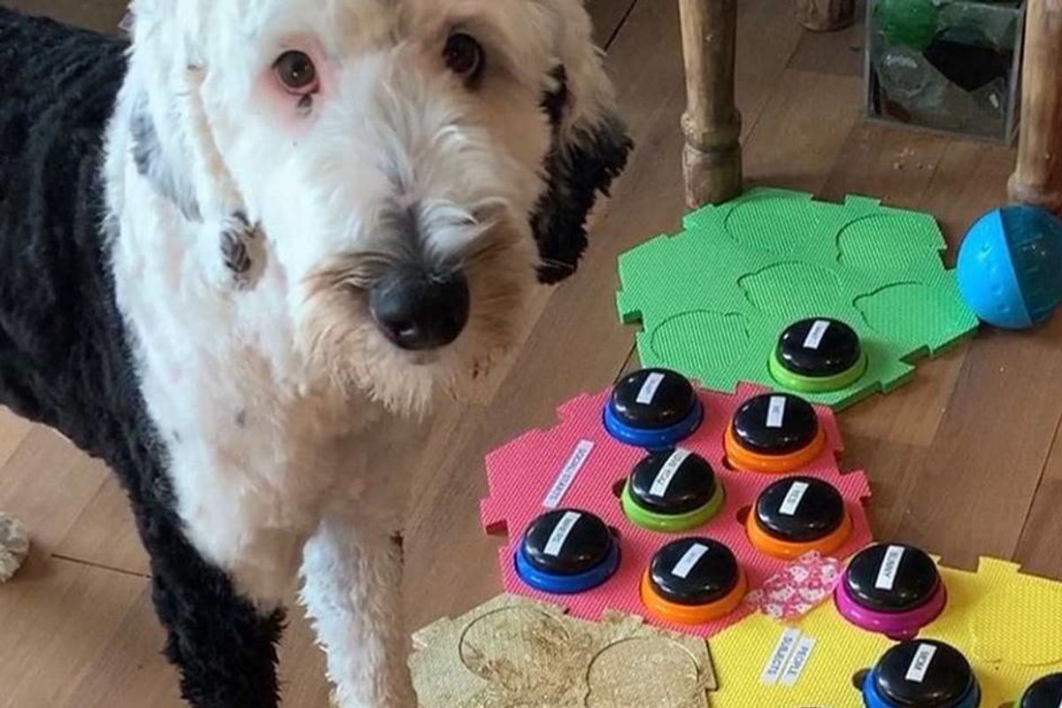 Amazing Sheepadoodle appears to talk to her owner using a soundboard