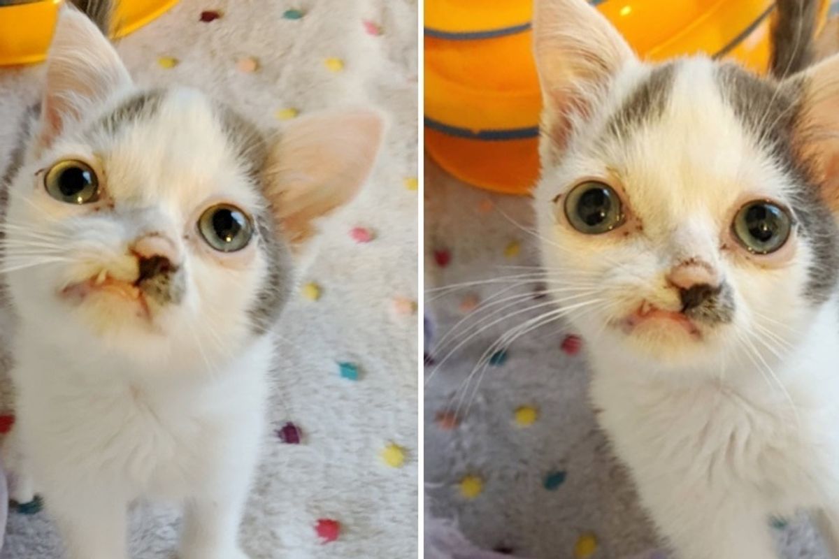 Pint-sized Picasso Kitten is So Happy to Receive the Care He Needs to Thrive