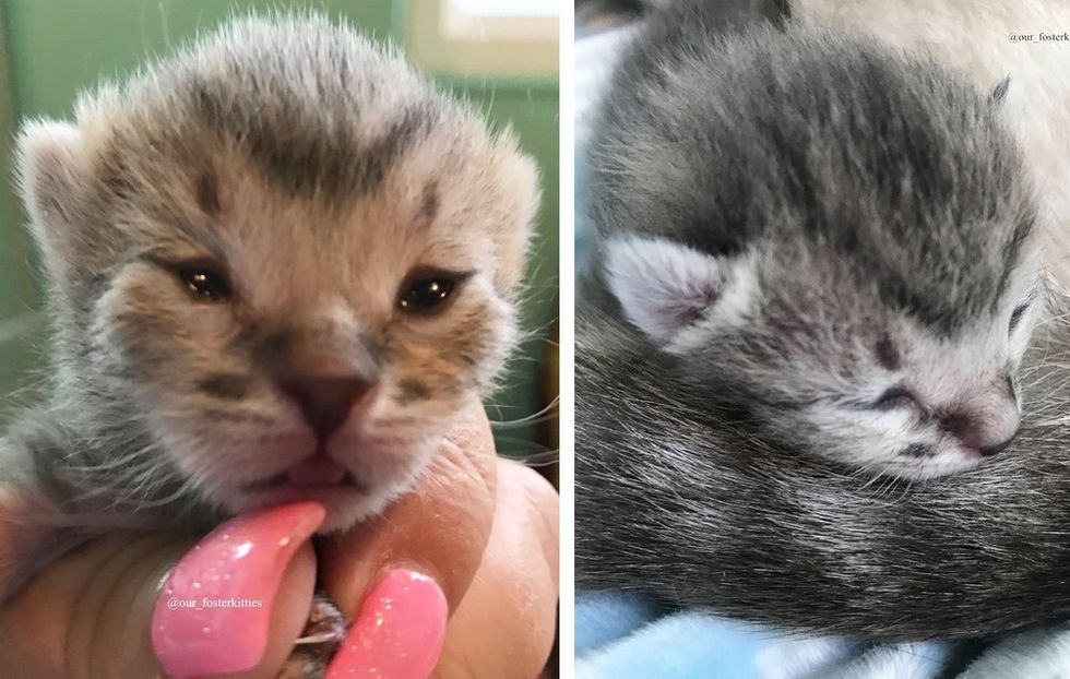 kitten, eyes open, tabby