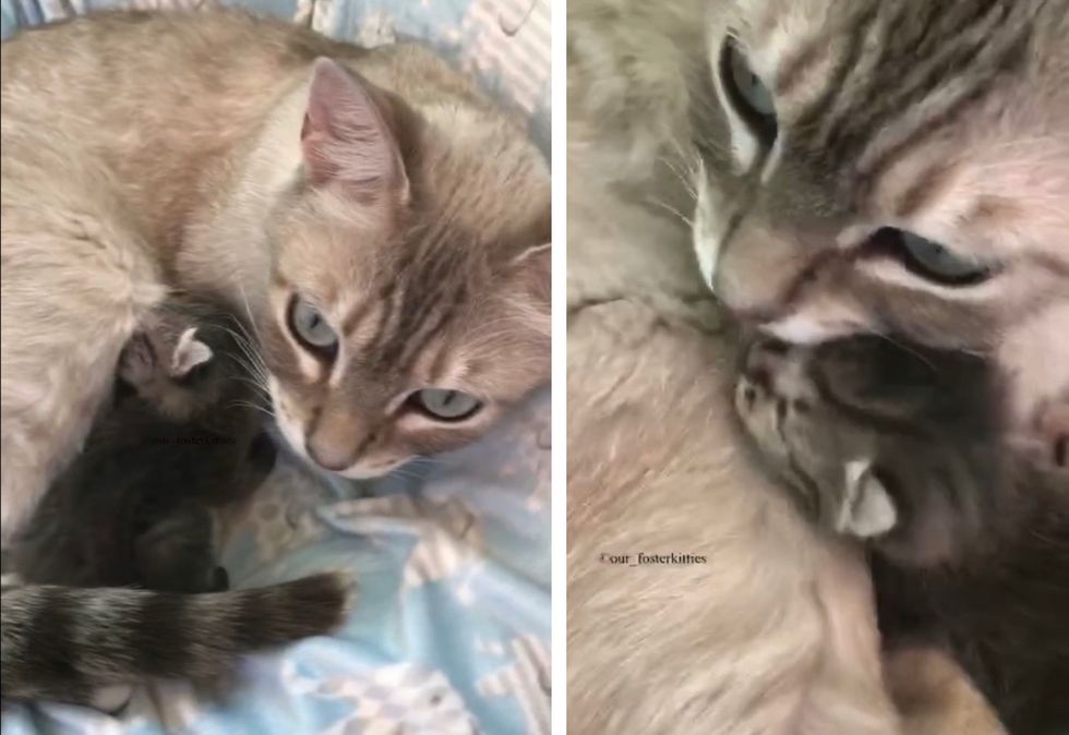 cat, adopt, orphan kitten